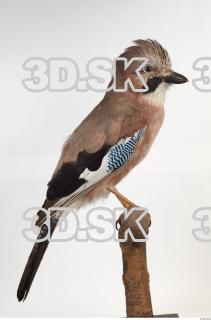 Jay - Garrulus glandarius 0008